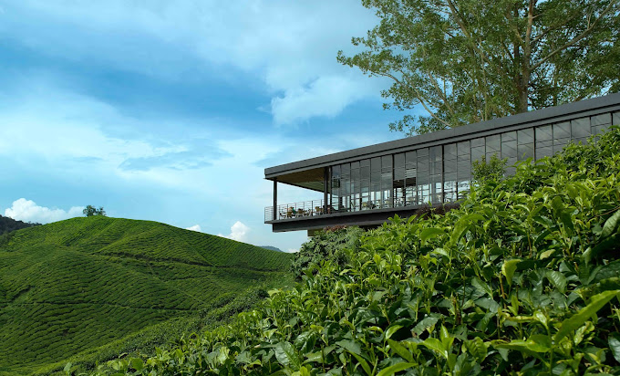 Makan Tengahari di Cameron Highlands